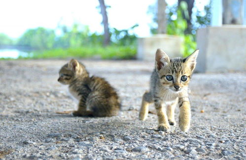 梦见被猫抓有痛感没有猫，探索梦境与现实交织的奥秘