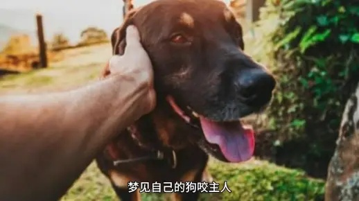 我梦见狗咬我，梦境背后的深层含义与未来预示