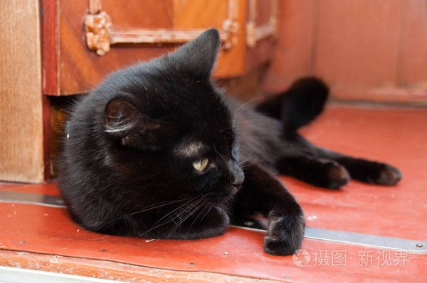 梦见一只黑猫生了五只小黑猫，神秘梦境的深层解读与寓意