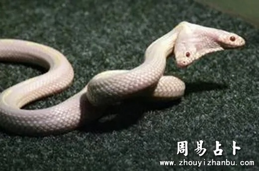梦境解析，做梦梦到双头蛇的深层含义与心理暗示