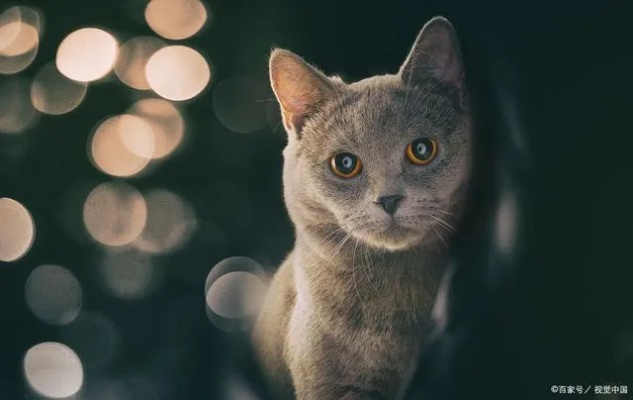 请问梦到猫寓意什么，探索梦境中猫咪的神秘象征