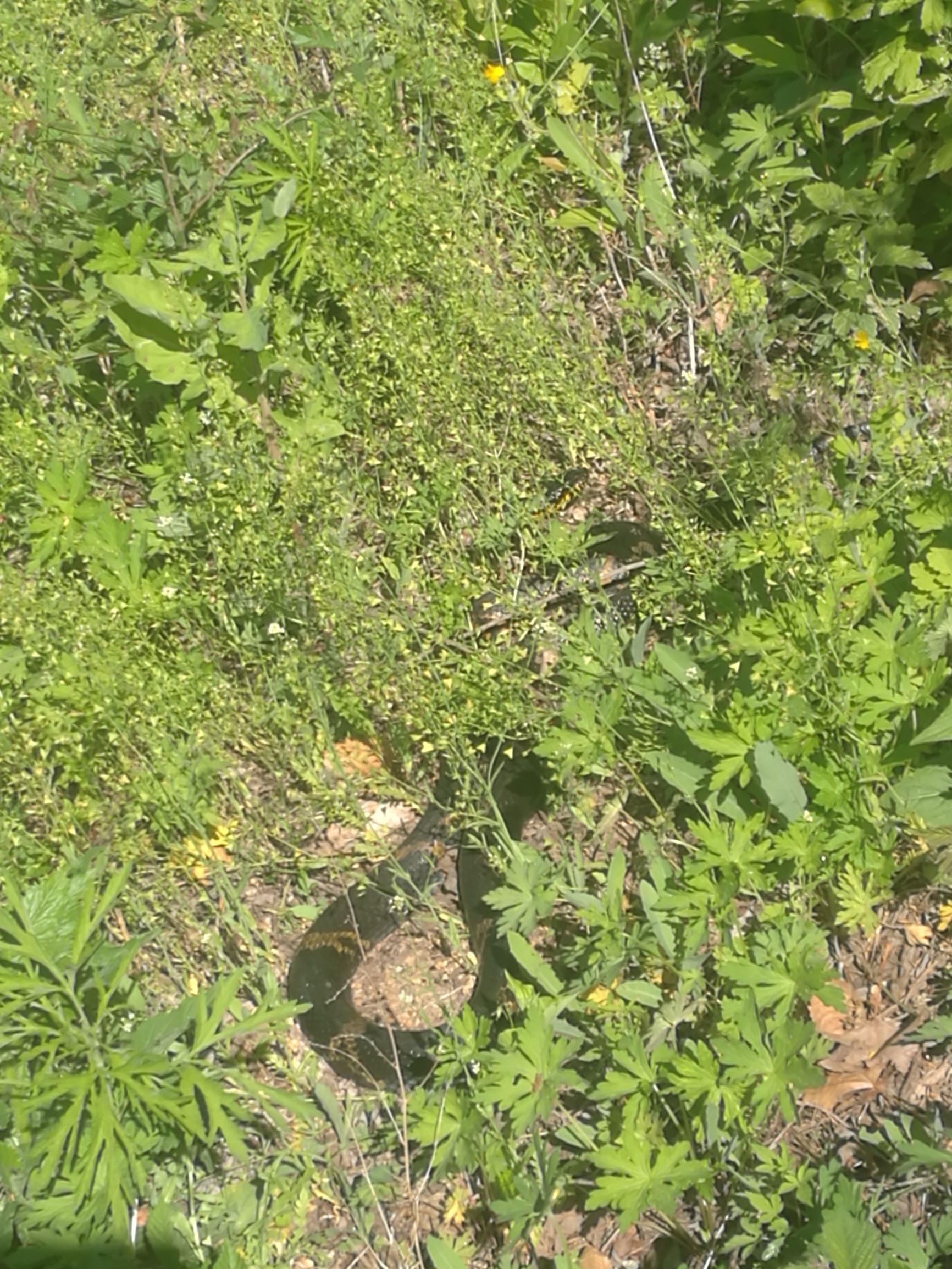晚上做梦猛到蛇，神秘预兆的深度解析与心灵启示