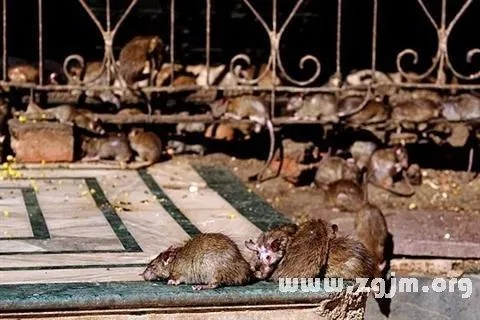 梦境解析，梦见一只巨大的吓人老鼠被我打死，意味着什么？