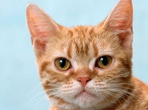 晚上梦到很多的猫到我家来，解读梦境中的神秘访客