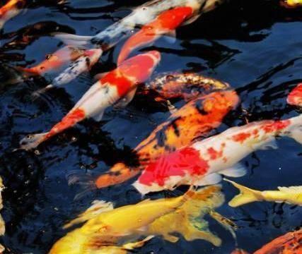 梦境解析，梦到鱼在水面上游的特殊寓意与心理暗示