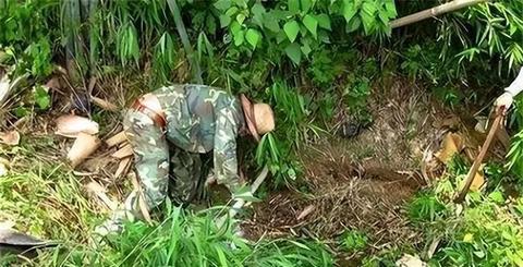 梦境解析，自己梦见老公打死蛇的象征意义与深层含义