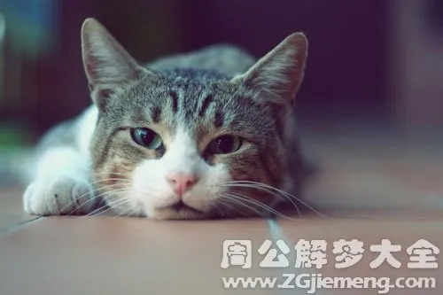 梦见猫咬你怎么了，探索梦境背后的深层含义与心理解析