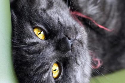 梦境交织，解析梦到狗与黑猫并存的深层含义