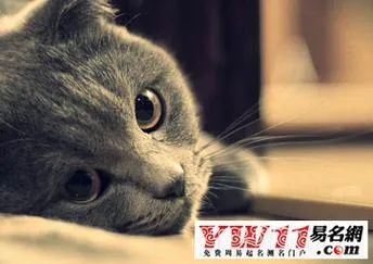 梦见猫叫，梦境背后的深层含义与解析