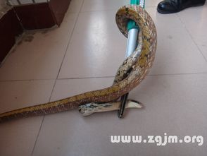 梦境解析，为何梦见家中蛇群成群，仿佛是自己宠物的象征意义