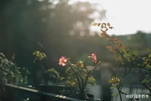 重逢旧梦，已逝情感在梦中的淡然释怀