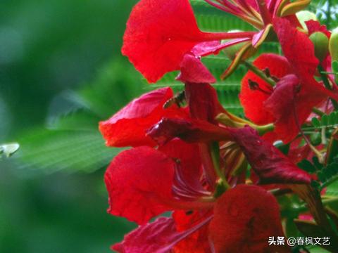 梦境交织，女孩梦中婚礼与男孩的深层含义解析