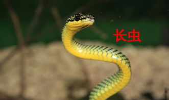 梦境解析，我梦见二条蛇一条二半了我也不是怎么二半的一条好的