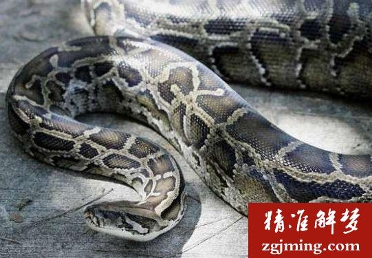 梦境中的隐秘寓言，解析梦见两条大蟒蛇又被另一条蟒蛇咬了一口后来被我采死的深层含义