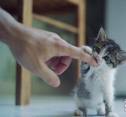 梦见被猫咬手不放，探索梦境背后的深层含义与心理解析