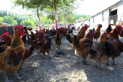 梦见在土地里挖出一个大公鸡，寓意、解析与启示