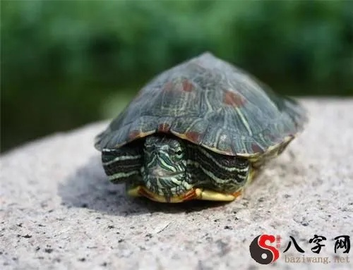 梦见乌龟下水，古老象征与现代解读
