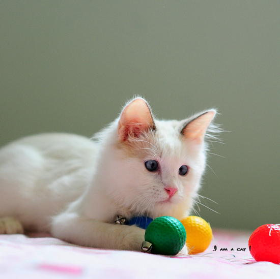 梦见猫生小猫，梦境中的生命寓意与心灵启示