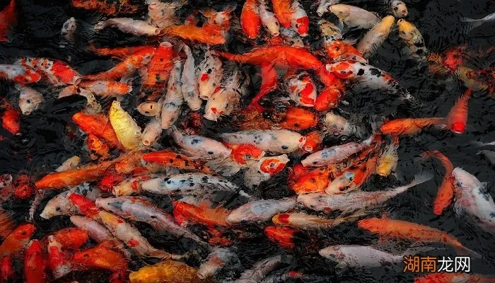 梦境启示，家门口双沟流水，鱼儿汇聚的深层寓意