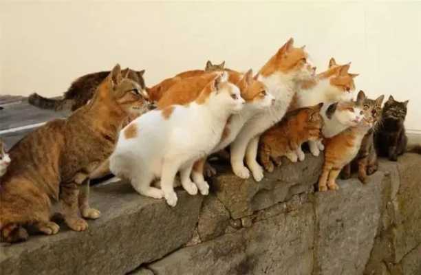 梦见好多只猫，探索梦境背后的深层含义