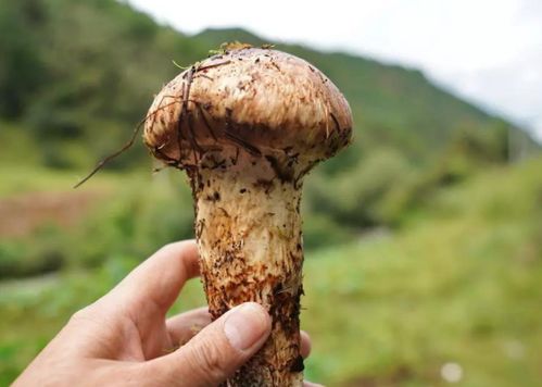 梦境中的抉择，四颗兰花，我为何砍去了三颗？
