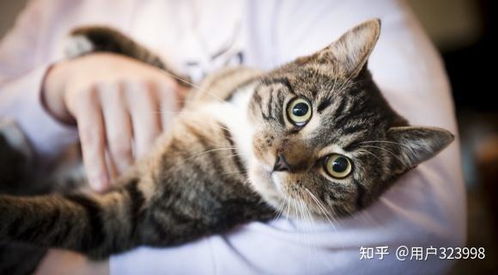 梦见死猫求解释，梦境背后的深层含义与心理解析