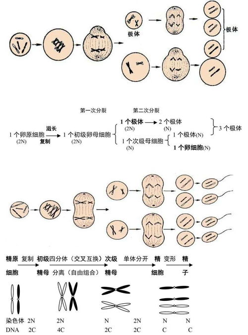 梦境交织，解析梦到与高中同学发生争吵的深层含义
