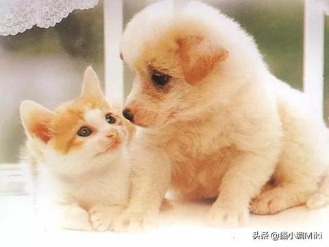 梦境解析，为何晚上会梦到众多小猫小狗？
