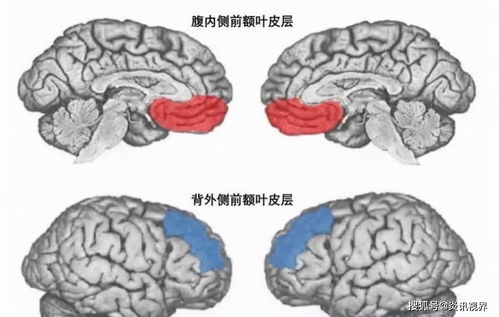 做梦梦到红薯是什么求解，探索梦境中的红薯象征与深层含义
