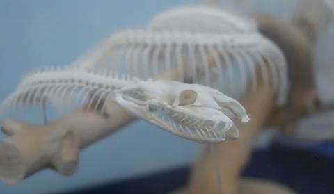 周公解梦，梦见蛇咬孩子然后蛇被自己打死