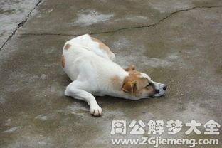 做梦梦到狗死了是什么意思，探索梦境背后的深层含义