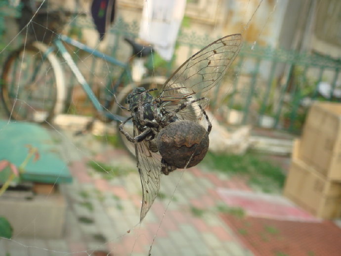 梦见打死三个老鼠，预示未来挑战与转变的预兆
