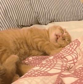 梦境解析，藏匿的猫咪与寻找的呼唤