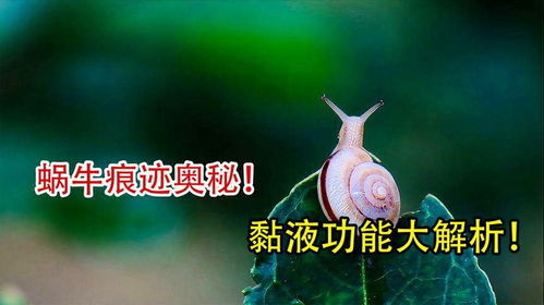 梦见掉牙齿，探索梦境背后的深层含义与心理解析