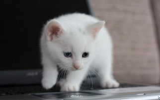 梦见一只白色的猫，解读梦境中的神秘象征
