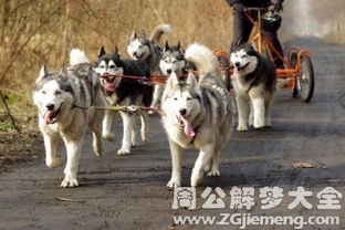 白天梦见自己被狗咬，梦境背后的深层含义与心理解析
