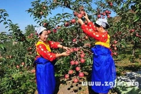 孕妇梦见摘苹果，是生男生女的预兆？