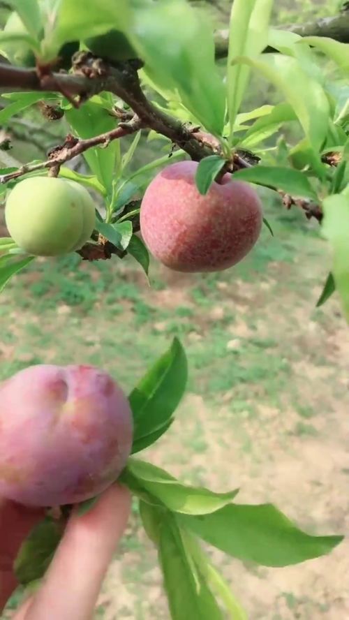 怀孕梦到自己栽李子吃好甜，寓意与解析