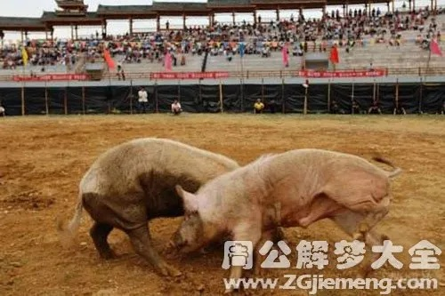 梦到大猪打架，解读梦境中的象征与启示