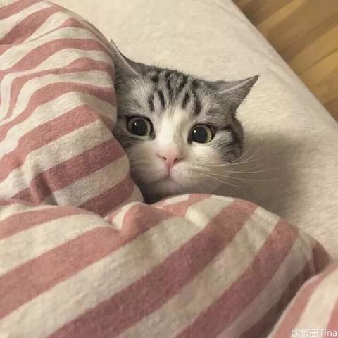 梦见猫希望有人帮解梦，探索梦境中的神秘与心灵深处的渴望