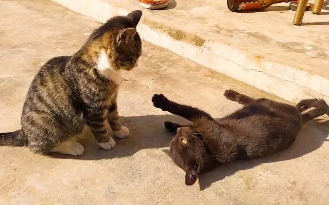 同一个晚上梦到猫打架和发水，梦境交织的深层含义与心理解析