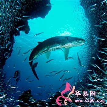 梦见水没了拾到好多鱼，探索梦境背后的深层含义