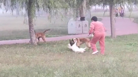 梦见狗咬住我的脚，梦境背后的深层预示与解析