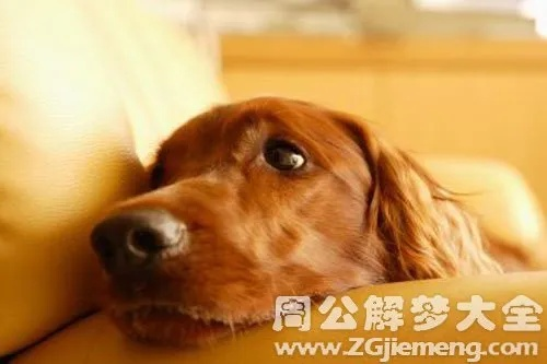 梦见被狗咬了还是自己家里的狗，梦境背后的深层含义与解析