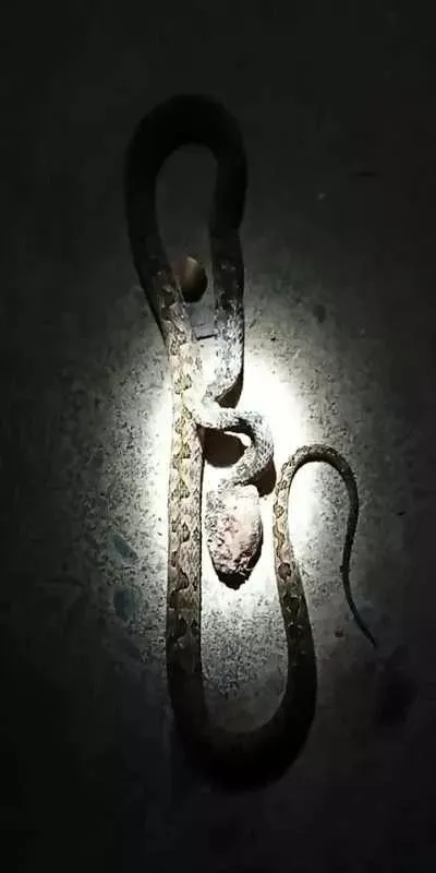 梦境中的惊悚与温情，电饭锅里的蛇与家的温暖