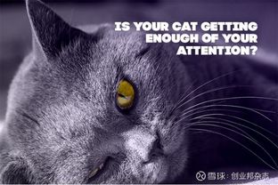梦境中的神秘猫语，探索与四猫共舞的深层含义