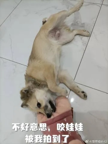 梦境的启示，探索我妈妈把家里狗狗的后腿切了的深层含义