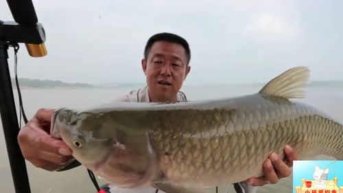 晚上我梦到捕到好多鱼，探索梦境中的丰收与富足