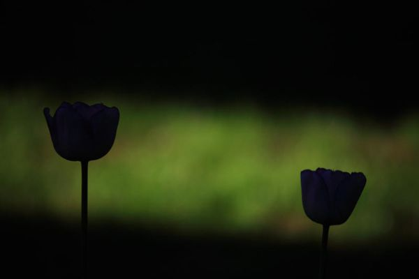 梦境花开，探索梦中花朵绽放的深层含义与心理启示