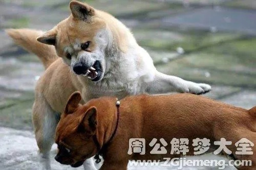 梦境解析，做梦梦见别人打死一只狗满地都血
